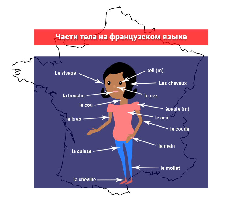 Части тела на французском